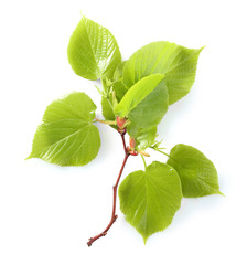 Fototapeta premium Green leaves, isolated on white