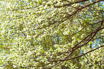 apple flowers are blooming, on background sky