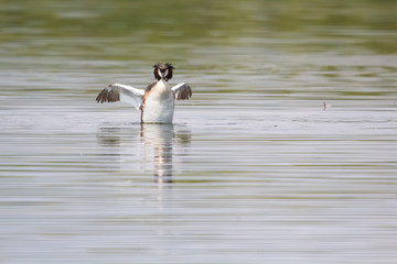 Fototapeta premium Beautiful wild duck stay on the water.