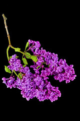 Two Lilac  flower
