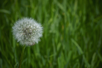 Detail dandelion flower
