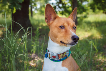 Basenji Dog in the shade of trees