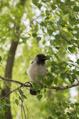 Crow on the white background
