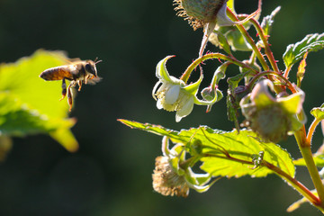 bees at work on raspberry flower