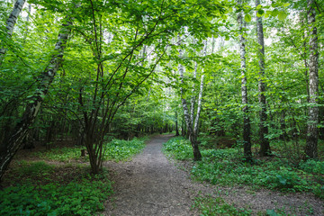 Footpath in the birch wood
