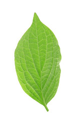 Green leaf, isolated on white