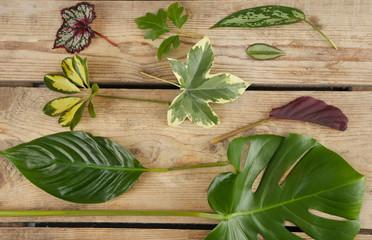 Various leaves on wooden background