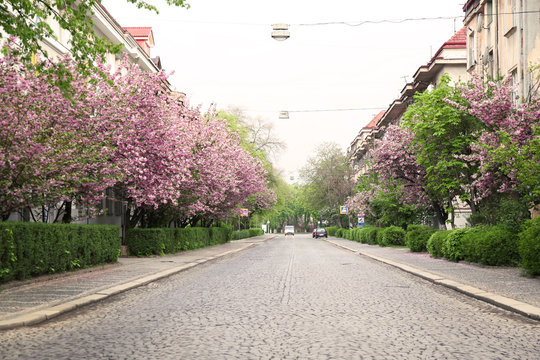 Blossoming pink sakura trees in the street