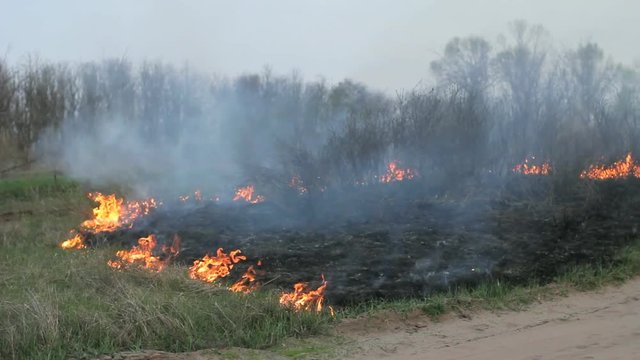 Fire burning dry grass on meadow in woods. Careless handling, wildfire spreading. Before - green field in early spring, after - scorched earth, ash, smoke. Pan right shot