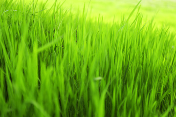 Fototapeta na wymiar Green grass outdoors