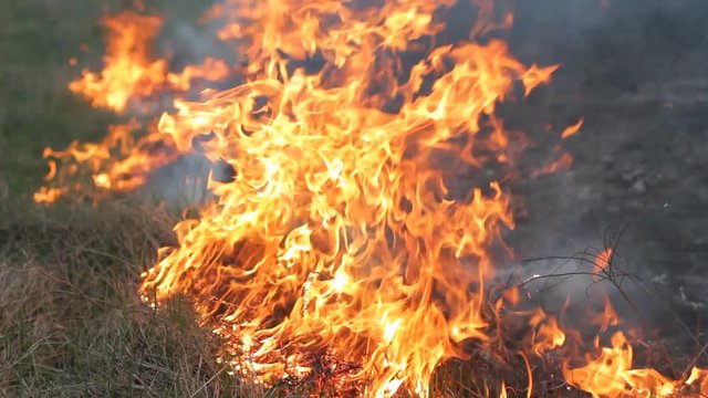 Close up fire burning dry grass. Line of fire, bright flame, smoke and ash. Careless handling, wildfire spreading.