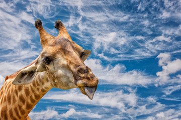 Naklejka premium A Portrait Of A Giraffe Show Tongue and blue sky background.