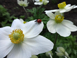 Obraz premium Ladybug on a flower windflower (Anemone) in the garden