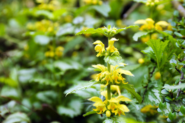 Beautiful blooming flowers outdoors.