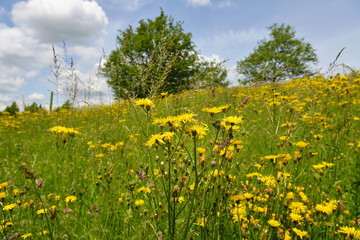 Kleinköpfiger Pippau