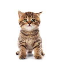 Small cute kitten, isolated on white
