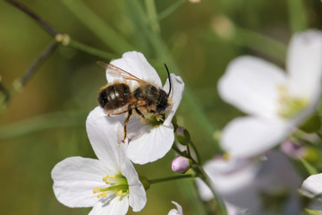 Mauerbiene auf der Wildblumenwiese