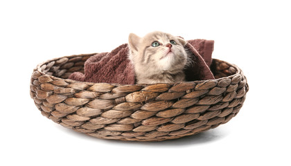 Fototapeta na wymiar Small cute kitten in wicker basket, isolated on white
