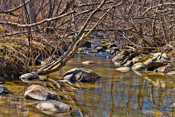 Secluded brook with dense foliage in the springtime