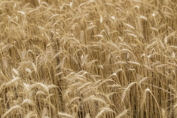 fields of wheat 17