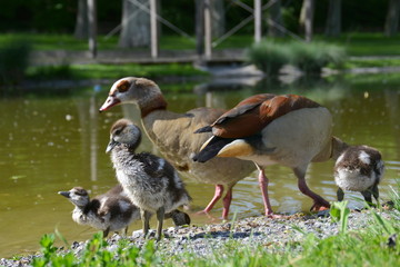 Nilgänse am See