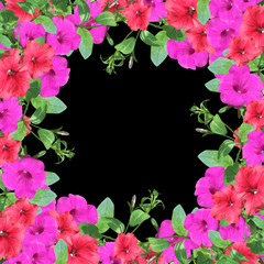 Beautiful floral background. Petunia. Isolated 