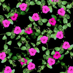 Beautiful floral background. Petunia. Isolated 