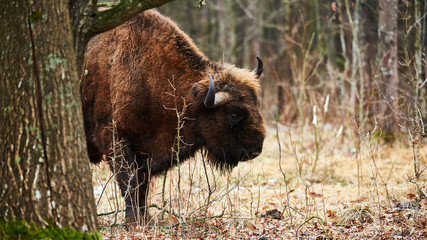 European bison © lucaar