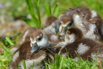 Nilgänse am See