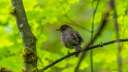 Little brown bird among tree branches. 