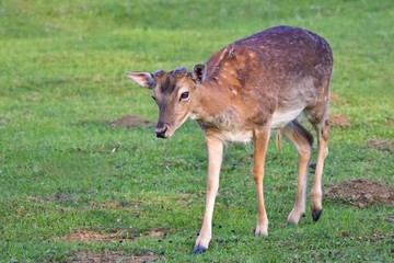 Fallow - fallow deer. (Dama dama ) Beautiful natural background with animals.