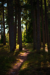 Forest path during evening sun