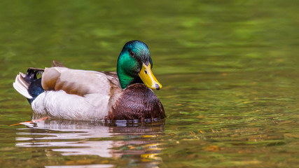 Drakes of the mallard or wild duck, have a glossy green head and are grey on wings and belly.