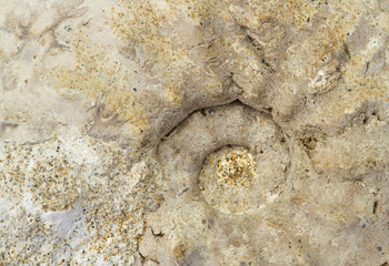 Schloenbachia, ammonite fossile