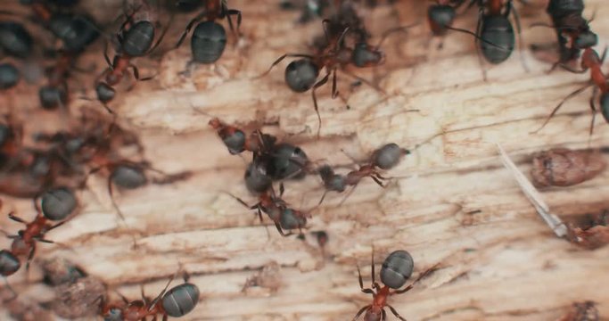 Macro shot of nasty looking ants crawling over a light wood texture