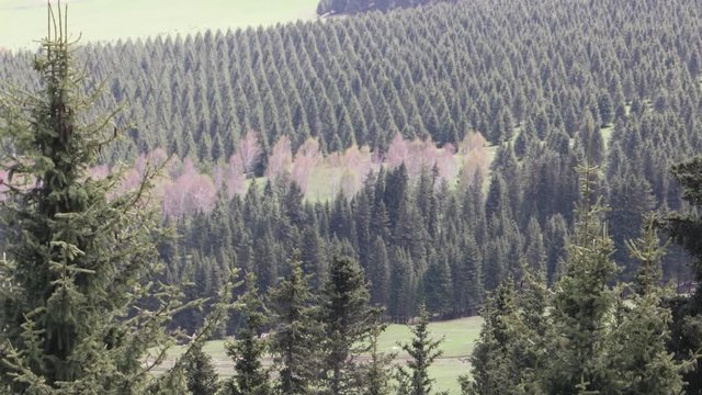 Trees on field in rows. Aerial view.