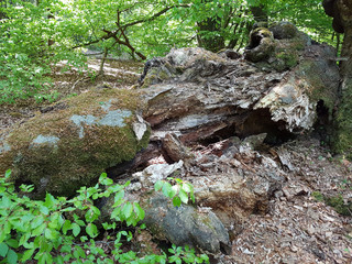 Fototapeta premium Urwald, Sababurg, Reinhardswald