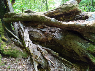 Urwald, Sababurg, Reinhardswald