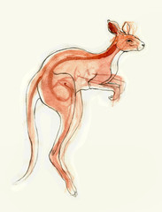 kangaroo