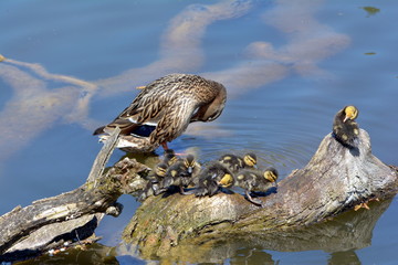 Stockentenfamilie