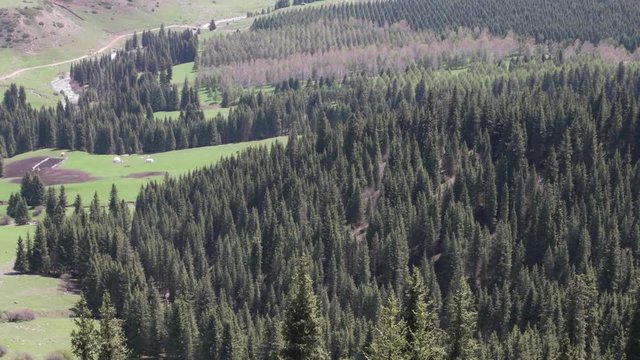 Aerial view of trees on hill in rows