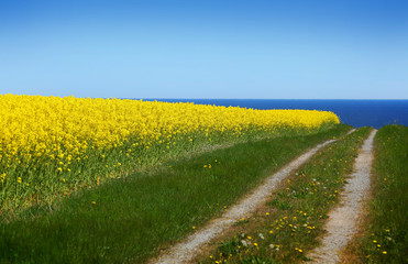 Fototapeta na wymiar Yellow rapeseed field