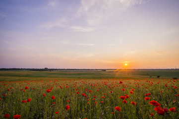 zachód słońca nad makową łąką © Mike Mareen