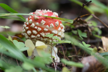 Red toadstool macro on autumnal background