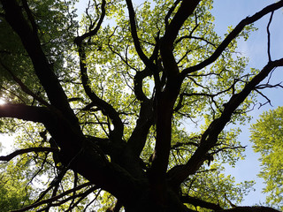 Urwald, Sababurg, Reinhardswald