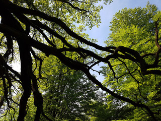 Urwald, Sababurg, Reinhardswald