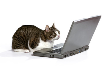 cat focused on computer screen