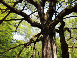 Urwald, Sababurg, Reinhardswald