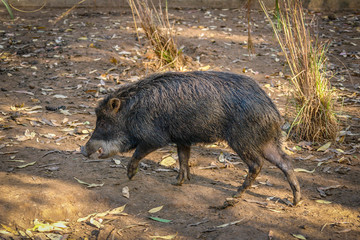 Wild pig searching for food