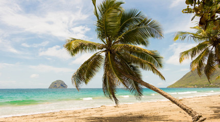 Fototapeta na wymiar The palm trees on caribbean beach, Martinique island.